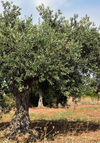 olive-tree-g69f53a128_1920 (1)