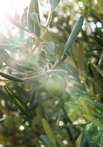 olive-trees (2)