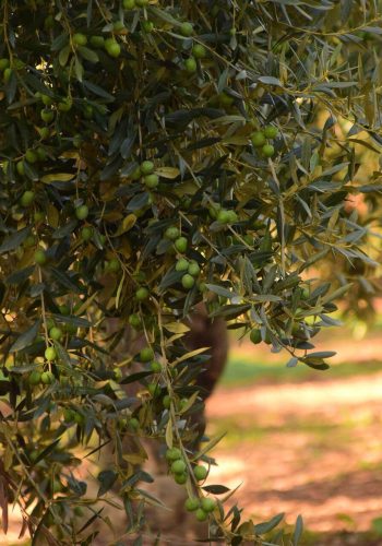 olives-g7831b95b5_1920 (1)